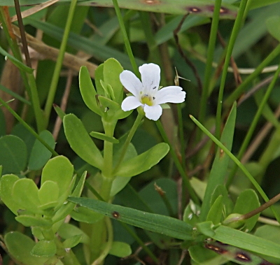 [One five-petaled white flower with long thin stamen with green top sticks out from numerous oval-shaped stiff leaves.]